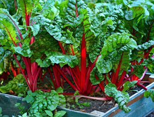How to Grow Swiss Chard in Containers