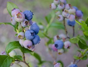 How to grow Blueberries in containers