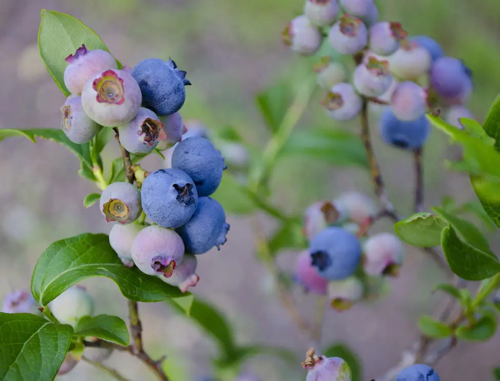 How to grow Blueberries in containers