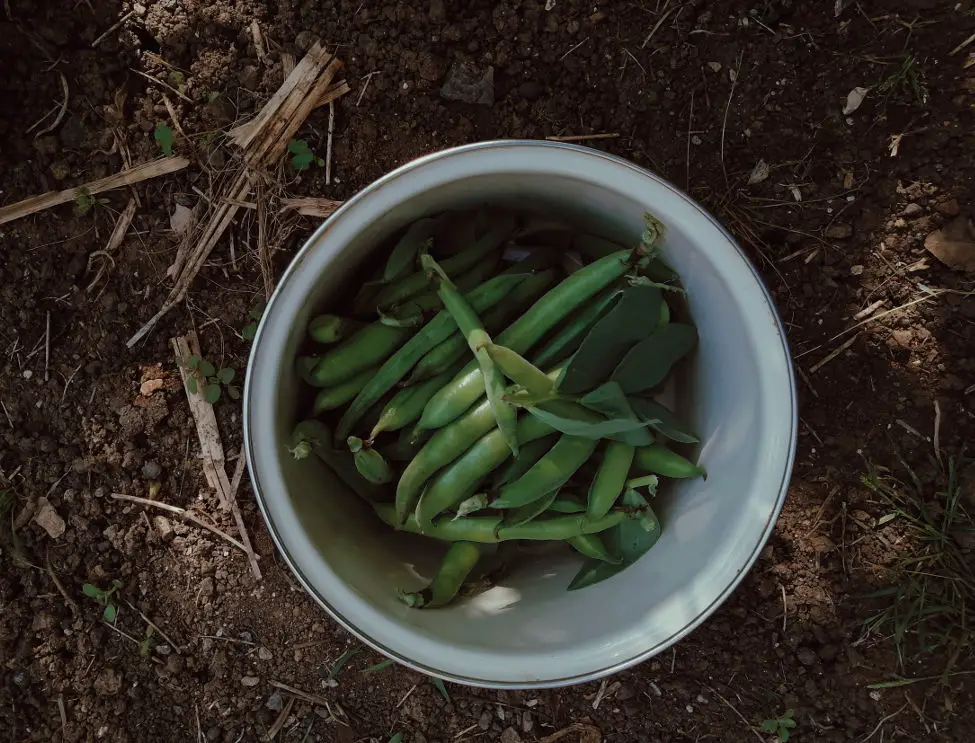 How to grow Green Beans in containers