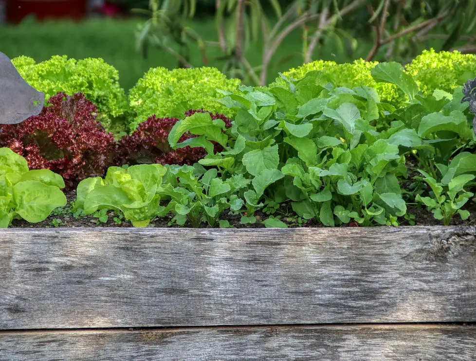 Small Backyard Vegetable Garden Ideas