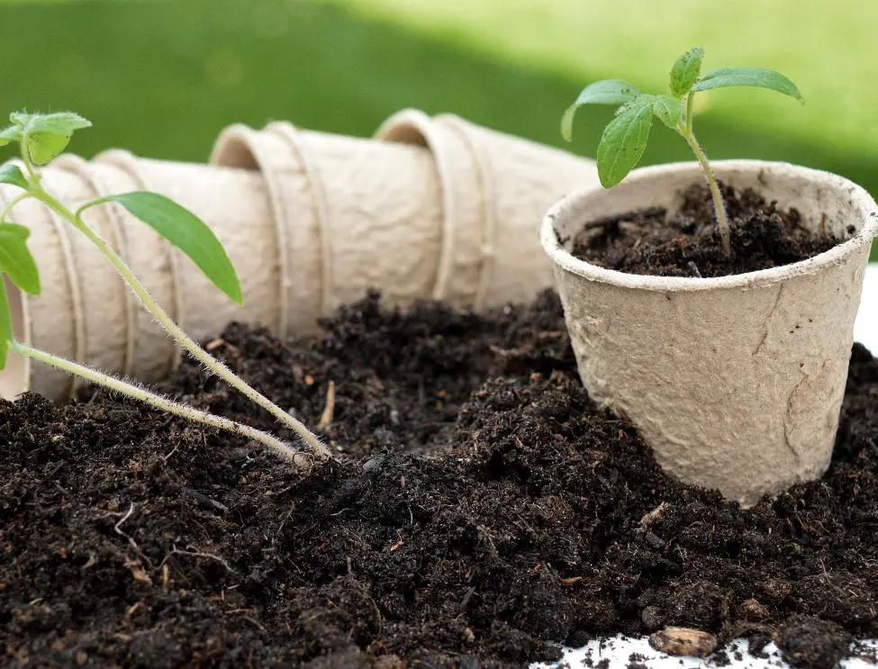 Alternatives to using plastic in gardening