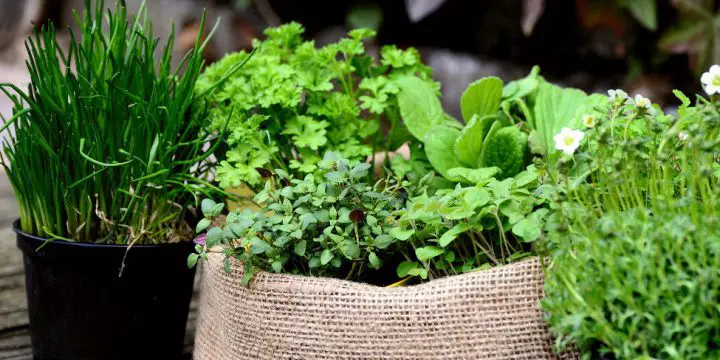 Companion Planting: The Best Herbs to plant together