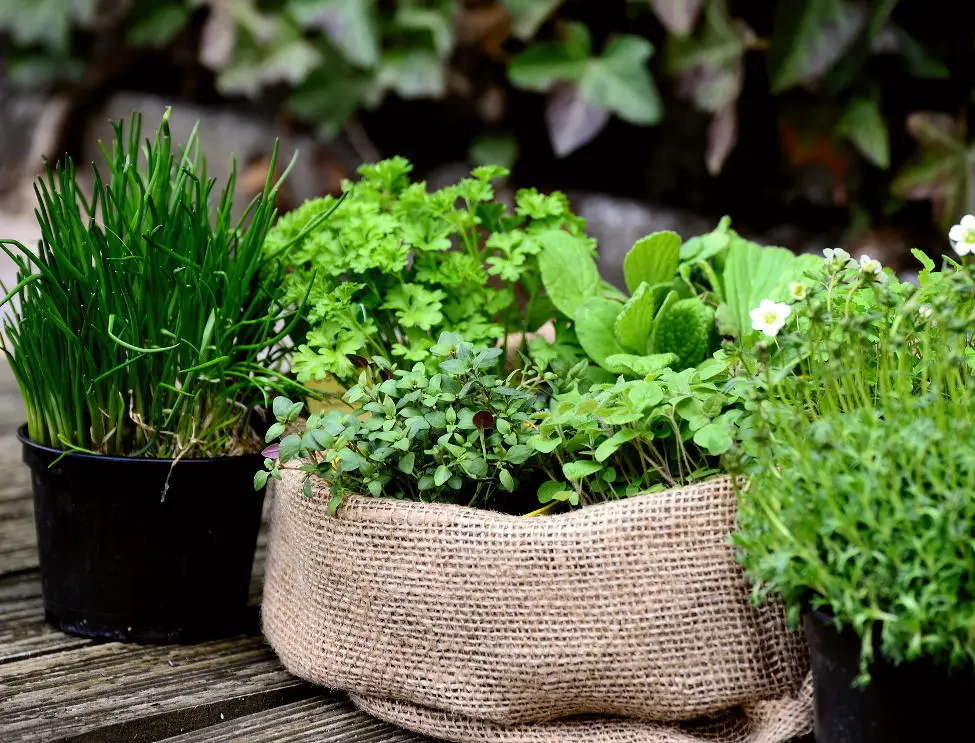 Companion Planting The Best Herbs to plant together