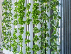 Exploring Aeroponics in Hydroponic Gardening