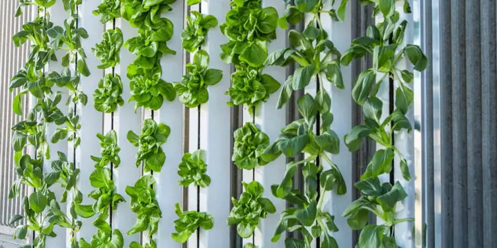 Harnessing the Power of Air: Exploring Aeroponics in Hydroponic Gardening
