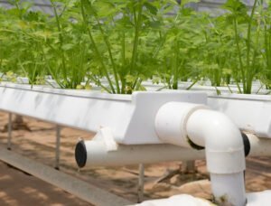 Understanding Nutrient Film Technique - NFT in Hydroponic Gardening