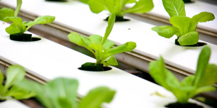 Growing beyond soil: What is Hydroponic Gardening?