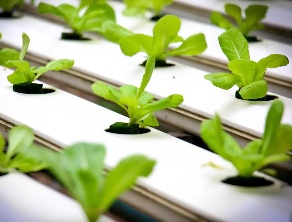 what is hydroponic gardening