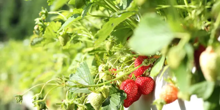 Growing strawberries hydroponically