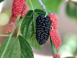 How to Grow and Care for Mulberry Trees