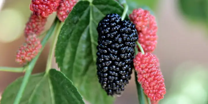 How to Grow and Care for Mulberry Trees