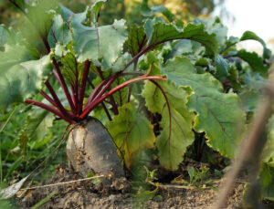 How to Grow Beets in Containers