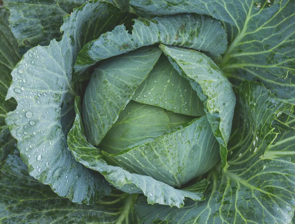How to Grow Cabbage in Containers