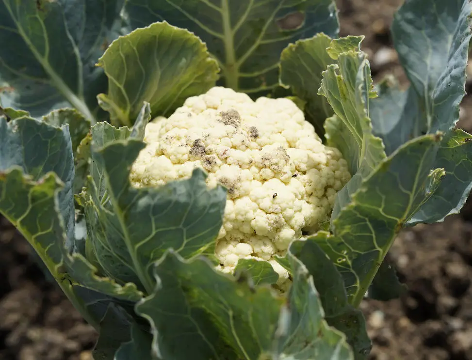 How to Grow Cauliflower in Containers