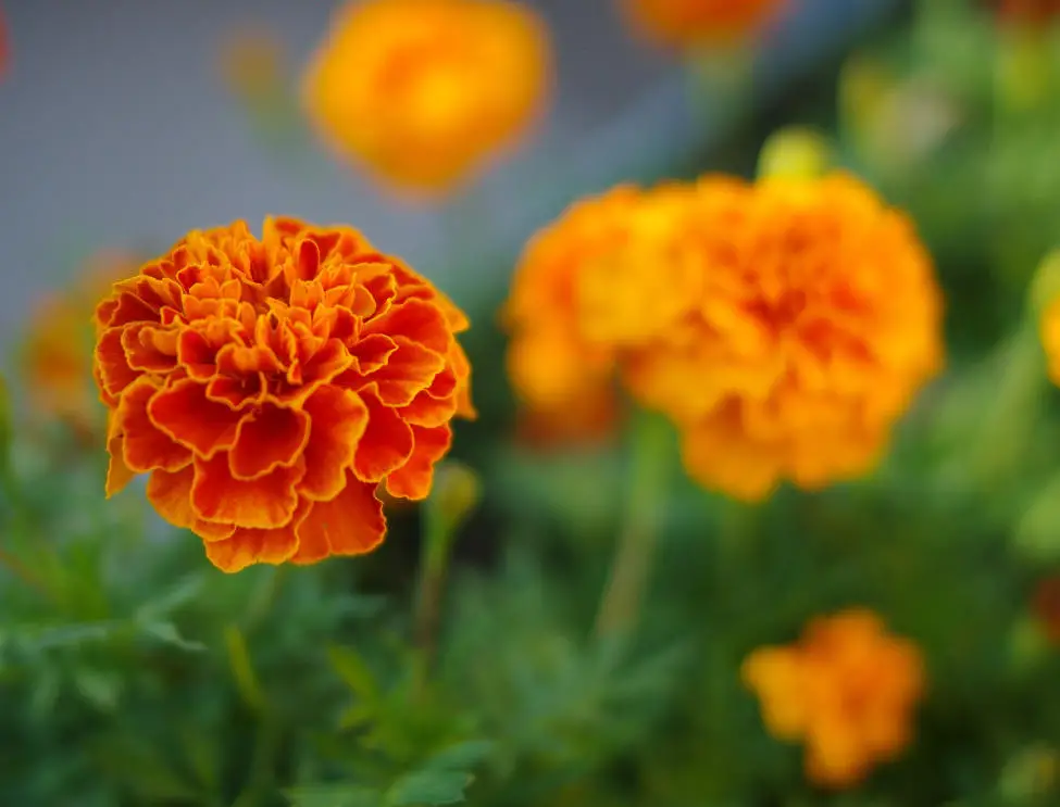 How to Grow Marigolds in Containers