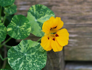 How to Grow Nasturtiums in Containers