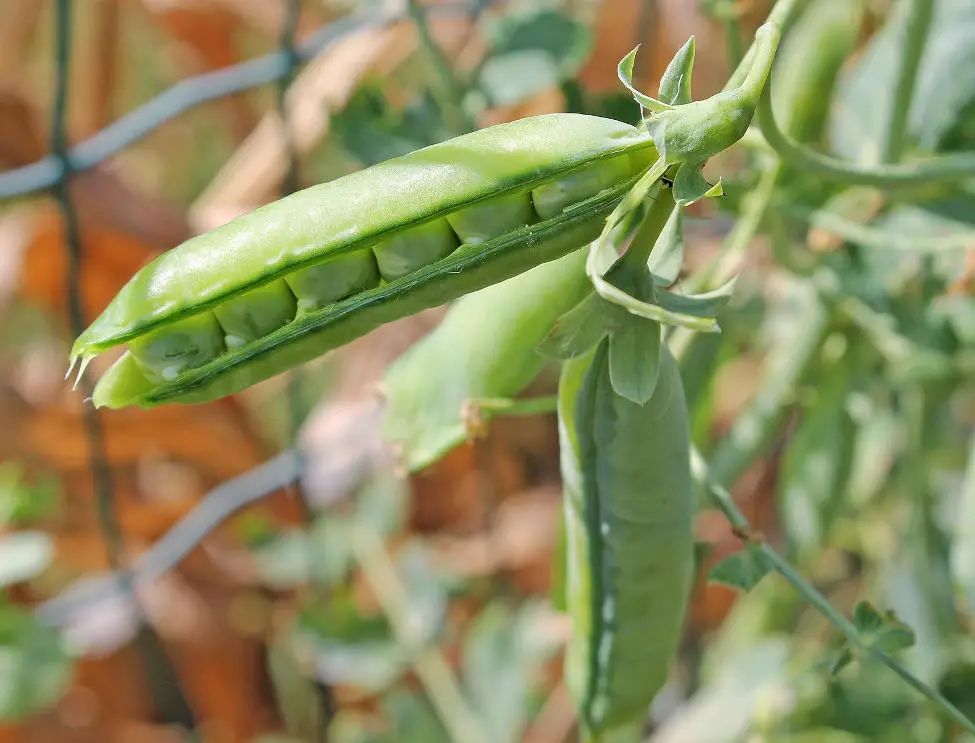 How to Grow Peas in Cotainers