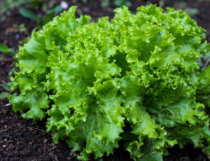 How to Grow Lettuce in Containers