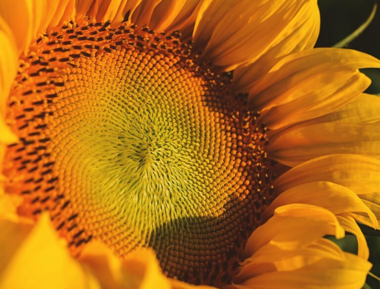 How To Grow Sunflowers At Home - Grow Food At Home