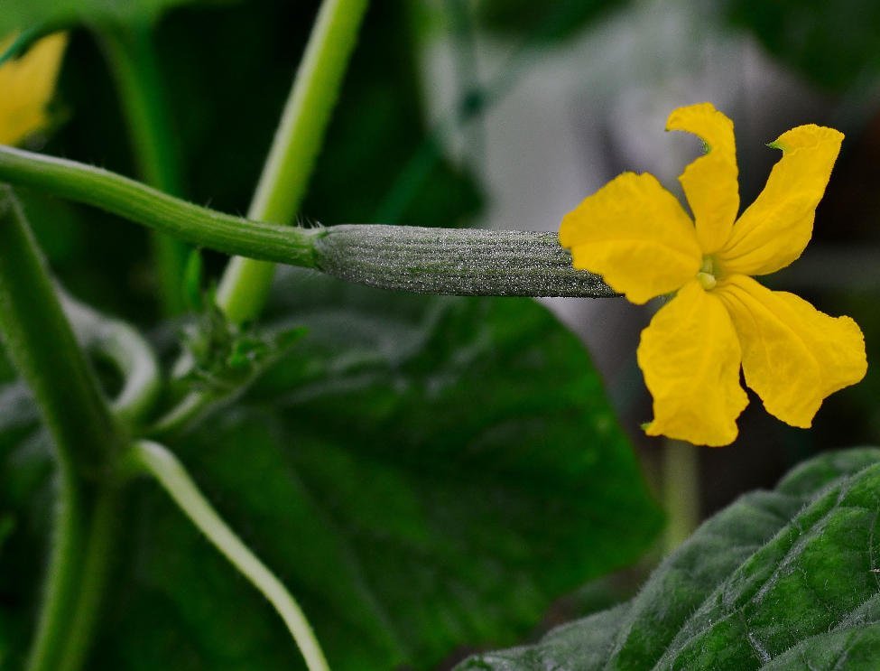 Hand-Pollinating Cucumbers