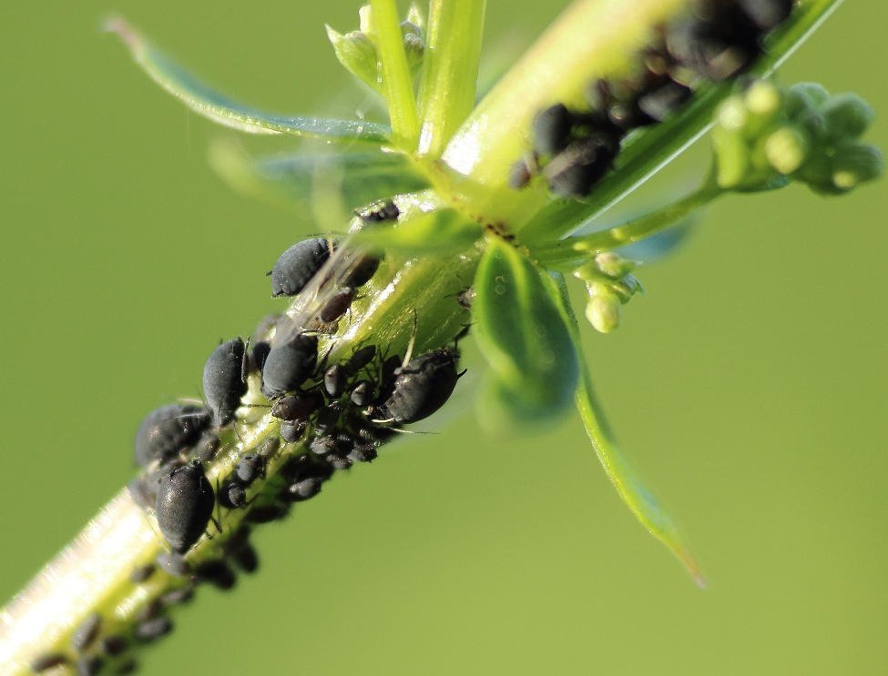 Understanding and Managing Aphids in Your Garden