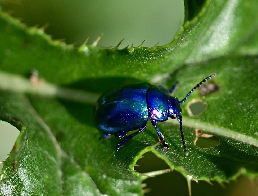 Understanding and Managing African Black Beetle in Your Garden