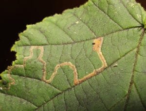 Understanding and Managing Citrus Leafminer in the garden