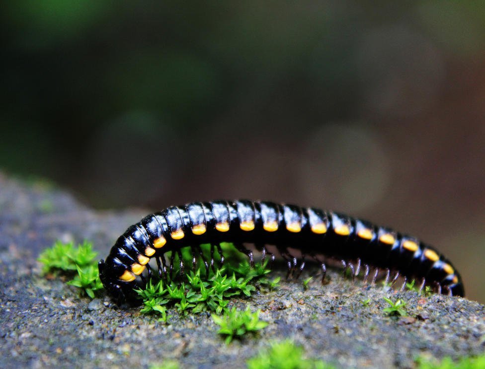 Understanding and Managing Millipedes in Your Garden