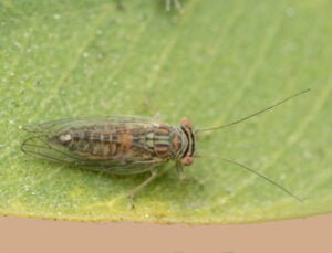 Understanding and Managing Psyllids in your garden