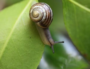 Understanding and Managing Snalis adn Slugs in Your Garden