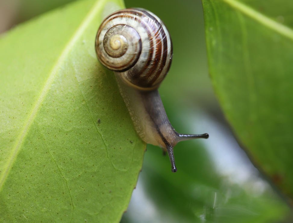 Understanding and Managing Snalis adn Slugs in Your Garden