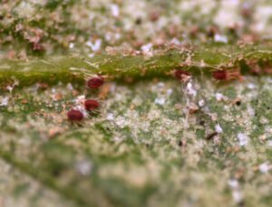 Understanding and Managing Spider Mites in Your Garden