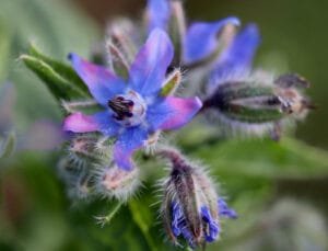 How to grow Borage in Containers