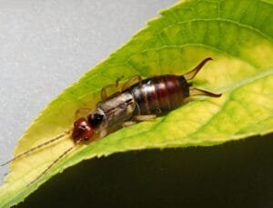 Understanding and Managing European Earwig in Your Garden