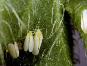 Understanding and Managing Whiteflies in Your Garden