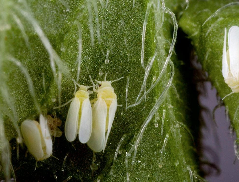 Understanding and Managing Whiteflies in Your Garden