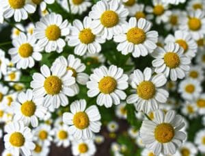 how to grow chamomile in containers