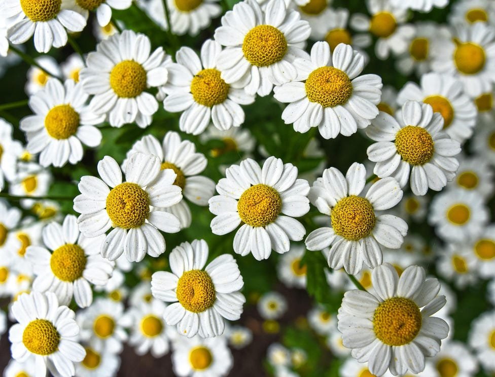 how to grow chamomile in containers