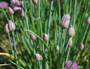 how to grow chives in containers