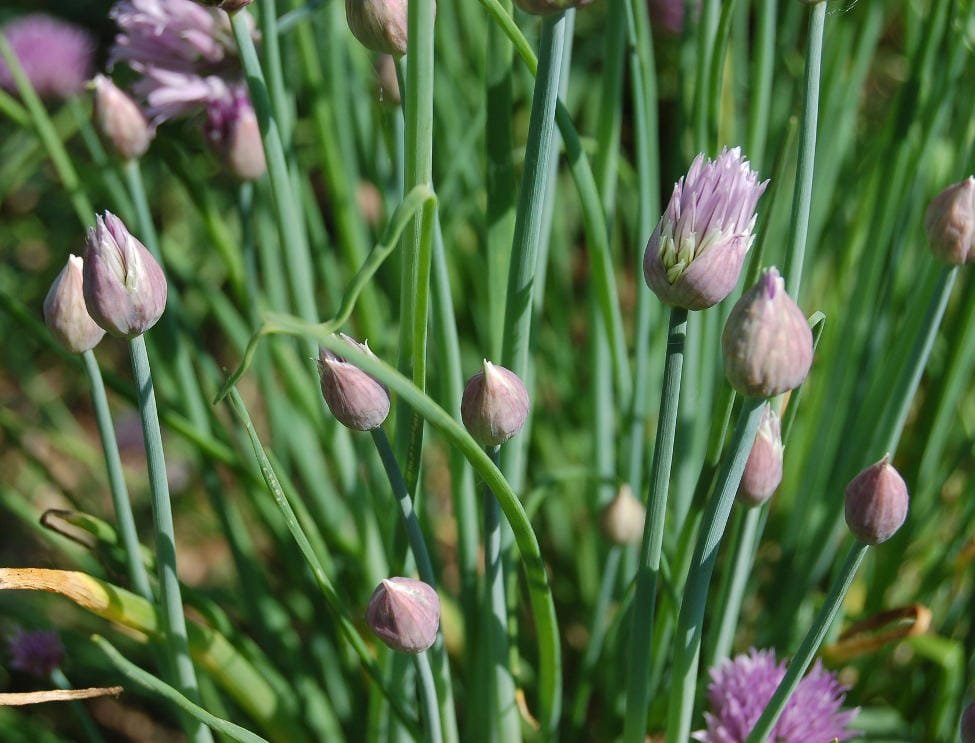 how to grow chives in containers