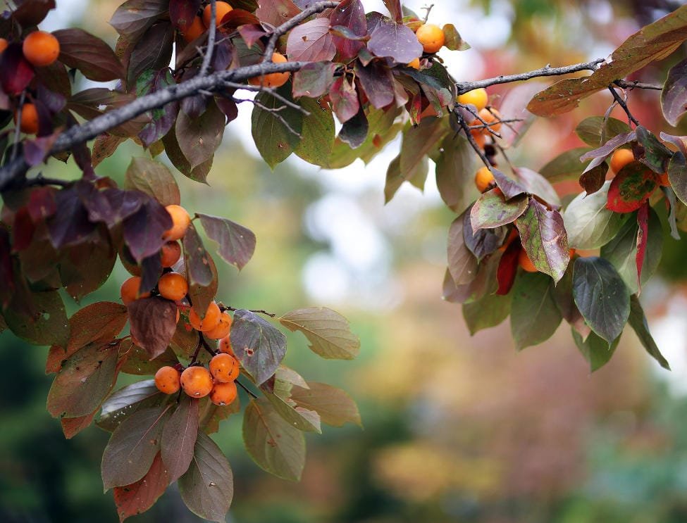 persimmon tree diseases and how to prevent them