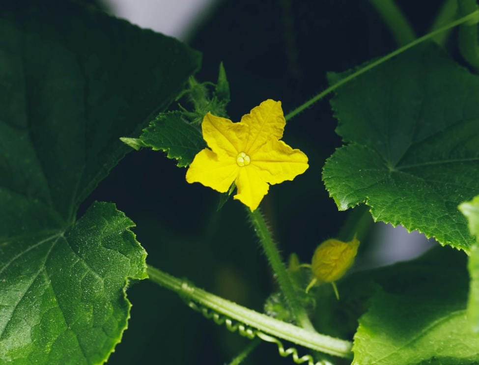 How to pollinate cucumber plants