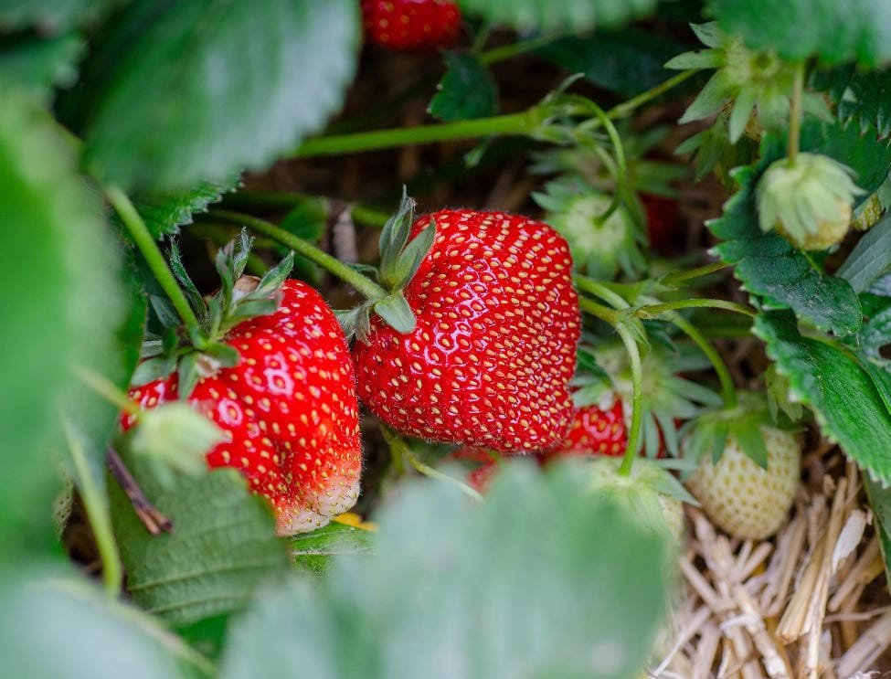 how to grow bigger strawberries